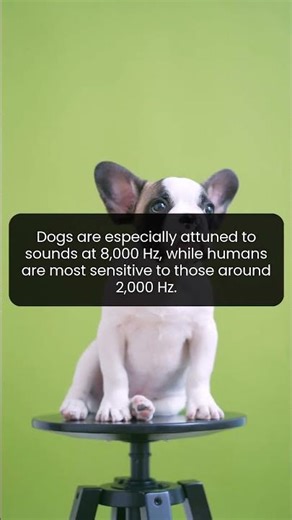 Unlocking the Canine Superpower of High-Frequency Hearing