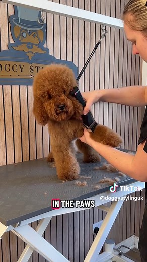 Cockapoo Puppy Grooming Tips: Cookie the Cockapoo Episode 614