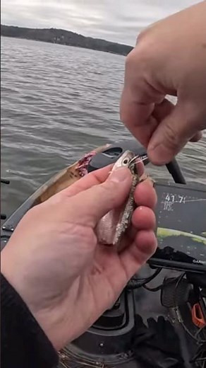 How To Hook A Threadfin Shad For Catfish