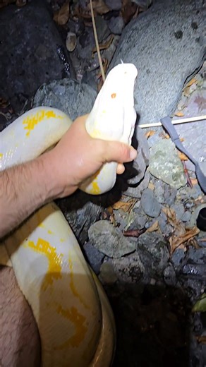 Proyectos Retic The enthusiasm is my voice makes my heart SING! This is a WILD 12ft Albino Reticulated Python I caught in Puerto Rico. A moment I will NEVER forget! . . #python #snake #wildlife #puertorico #nature | Snakeaholic