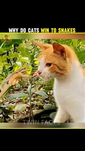 Why Do Cats Win Against Snakes? 🐱🐍 | Cat vs Snake Shocking Truth 🤯🔥#shortsfeed #shorts #facts #song