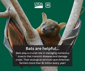 Bats, despite their vital role in the ecosystem, have often been given a bad reputation due to misconceptions and myths. Their association with darkness, their mysterious nocturnal habits, and their portrayal in popular culture as blood-sucking creatures have led to misunderstandings. In reality, most bats are harmless to humans and are essential for our environment. They are insect-eating machines, helping to control populations of disease-carrying insects, which is a crucial service for both a