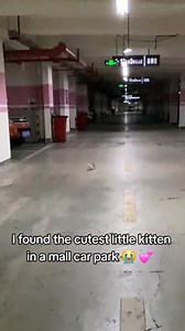 Underrated Simpsons Moments_. . . #catlover #cats #kitty #CatsOfFacebook #CatLoversClub #CatsOfTheWorld #WhiskerWednesday #MeowMonday #catphotographer #mycat #cats🐱 #cutecat #kucing #pet #kitty #cat #catlover #cats #kitty #CatLoversClub #CatsOfFacebook #CatsOfTheWorld #WhiskerWednesday #MeowMonday | Meow Forever