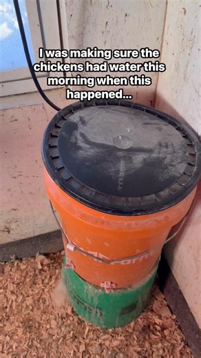 Nikki Leary on Instagram: "They say you learn something new every day… We have two chicken flocks. This is our younger flock that’s 10 months old. We had a rooster with them but he passed away a few months ago. Apparently my hen, named Glitch (which seems oddly appropriate today) is stepping up into the role. My google search said a hen can take on rooster characteristics if they need to and can sometimes even develop testicles. Did you already know that or did we both learn something together t