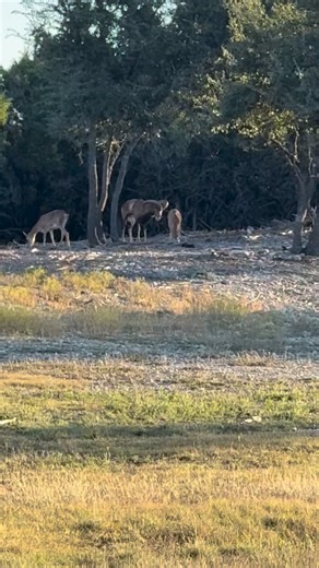 16K views · 44 reactions | Injured afghan urial ram available at a discount!!! $$$$ | 6S River Ranch | Facebook