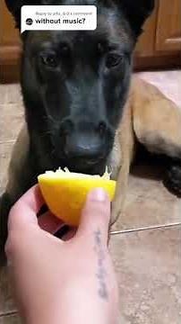Living with a Belgian Malinois be like... #malinois #dogs #pethumor