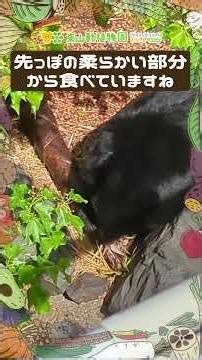 【東山動植物園公式】旬のタケノコをあげてみました。〜ルイの場合〜《 ニッポンツキノワグマ ツキノワグマ クマ 》#shorts