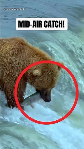 Bear Catches Salmon Mid-Air! 🐻🐟 Nature’s Perfect Timing #bear #shorts