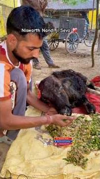 We will make Nandi Ji healthy soon ❤️‍🩹 #ytshorts #street #animals #help #bull #youtube #bholenath