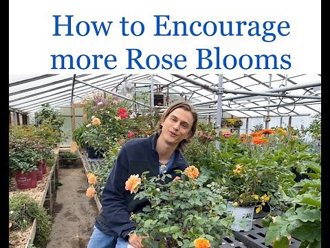 Quick Tip on Getting More Rose Blooms