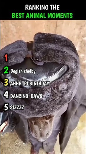 Top 5 Best Animal Moments|SUBSCRIBE FOR MORE| #funny #animals