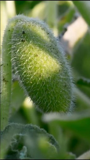 Natural seed grenade || #squirtingcucumber #nature #shorts #facts