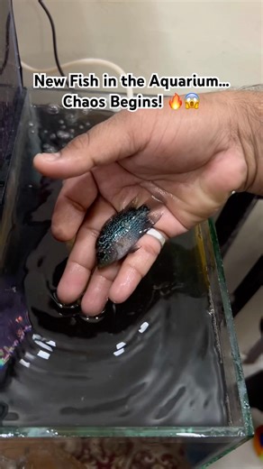 #shorts #arowana #monsterfish #aquariumlife #fishattack #trending #viralshorts #predatorfish #fish
