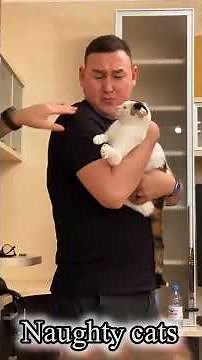 Funniest Cats Ever! Cute & Crazy Cat Moments 😹 | Viral Cat Short#funny