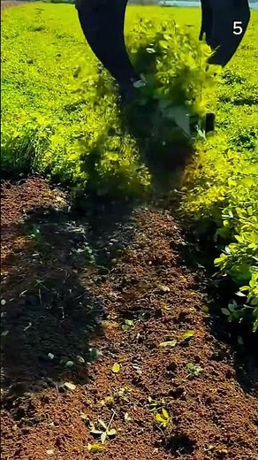 Panen kacang tanah dengan hasil yang sangat memuaskan #shorts