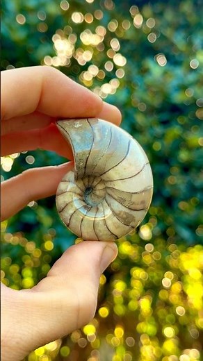 Here’s A Nautilus fossil we found many years ago! It’s roughly 200 Million years old! 🐊⚒️