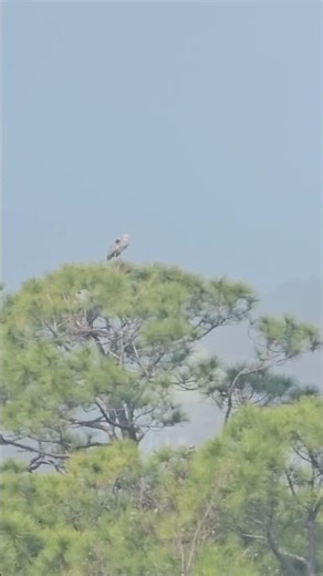 Springtime soon Pelican back to parent some more