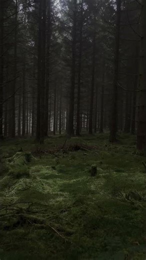 Dark Forest - 1 🍃🖤 #darkforest #shorts #viralshorts