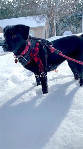 Merry Christmas from Sutton.