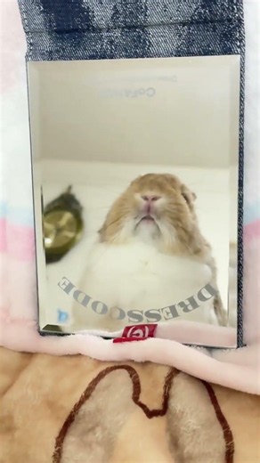 My Heart Throbbed: A Passionate Kiss with the Adorable Little Rabbit