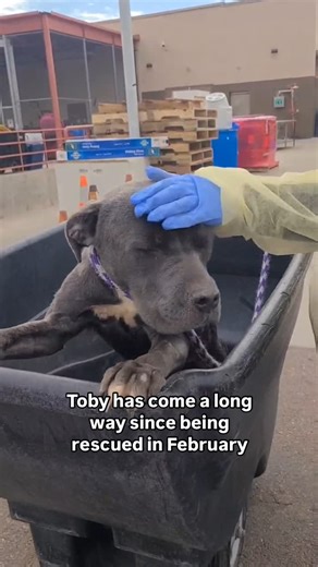 145 reactions · 6 comments | Toby is a 4-year-old Cane Corso with a...