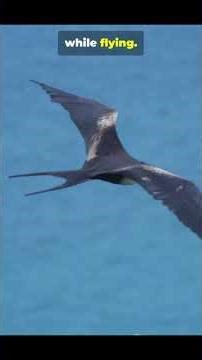 Birds Break Physics Daily! 5 Secrets in 60s