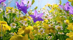 Spring Meadow Stock Video