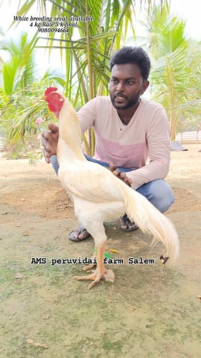 26K views · 1.3K reactions | White#bird #nature #birds #animal #love #dog #animals #art #photography #cat #sky #cute #photooftheday #instagood #instagram #wildlife #pet #beautiful #naturephotography #birdsofinstagram #sun #of #travel #wildlifephotography #captionplus bleeding seval available... | AMS peruvidai farm Salem | Facebook