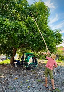 32K views · 420 reactions | Good morning Kakabsat manungkit tayo ng Indian mango pang himagas natin God bless everyone agbiag!! | Lakay Vizcayano | Facebook