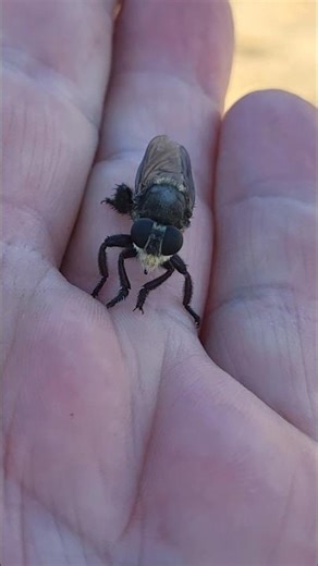 Bee mimic robber fly