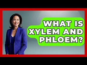 What Is Xylem And Phloem? - The Plant Enthusiast