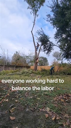 #creatorsearchinsights #arborist #fy #Tree #usa