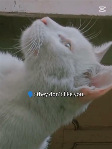 Her face says it all... 💀👁️To all the haters... ✌️😽 #cat #kitten #sassy #foryou #funny #trending