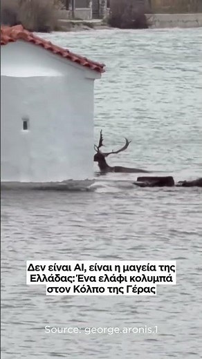 Δεν είναι AI, είναι η μαγεία της Ελλάδας: Ένα ελάφι κολυμπά στα νερά του Αιγαίου