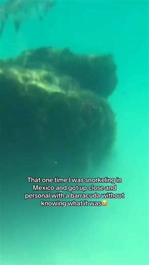 “this the fish that killed nemo’s mom!” 🐟 #scubadiving #scubadive #snorkeling #snorkel #comedy #comedyvideos #comedyreels #travelwithme | The Nomadic Sunny
