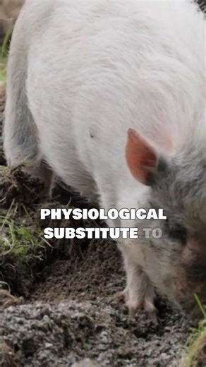 Body Farms Explained | Where Science Studies Decay #truecrimeshorts #mystery