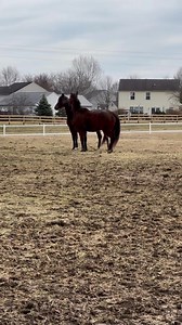 Reunited & it feels so good! Vinny (Jockey Club name Vindication Alley) welcomes his buddy Hank (Haynesfield Best) back to the farm. This pair of globetrotting ex-racehorses were both brought home from Puerto Rico as part of our #PoniesOfTheCaribbean initiative in partnership with Caribbean Thoroughbred Aftercare Inc. We recently shared a post about Hank. He was the inspiration for us starting our Pasture Pals program, focusing on placing companion-only horses in homes. Through no fault of his o