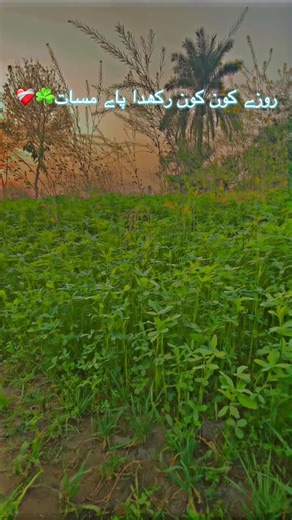 Exploring the Heartfelt Messages of Ahmad Nawaz Cheena