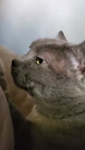 cat dies brutally (very emotional 😢)