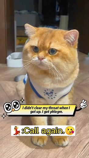 Cat Clearing Throat Sound Compilation