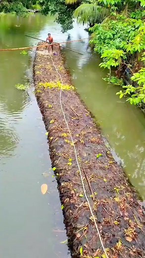 3.2M views · 61K reactions | Bangladesh amazing technique of farming #Bangladesh #Amazing #technique #farming #reelsfbシ | Lee Yumi | Facebook
