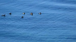Duck dives under water in a lake at Saint Naum Macedonia