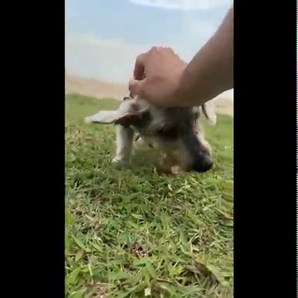This is Caleb (adopted), enjoying life at 17 with his new family. This is what being loved and part of a family looks like. Outings to the beach and lots of head pats. Oh Caleb, how happy we are for you! Thanks once again to Sophia for loving Caleb and giving him a place to call home in his golden years. | HOPE Dog Rescue Singapore