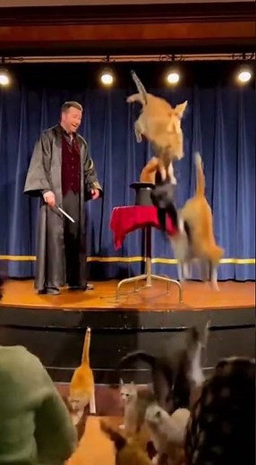Hilarious Cat Magic Trick: Magician Pulls Multiple Cats Out of Hat | Viral Comedy Performance