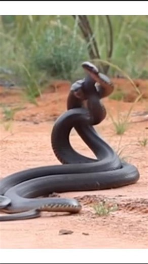 #shortsfeed #viralshorts #snake # snake meets