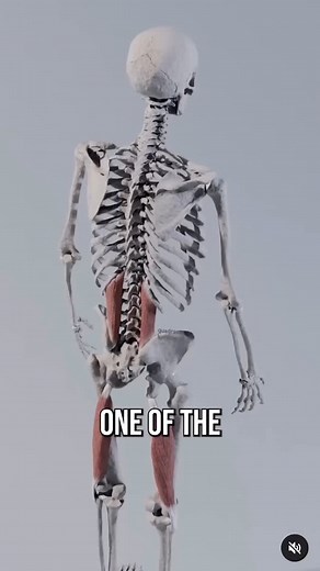 The QL is one of the most commonly locked up muscles with people who have low back pain. Here’s a fix ✅ | Conor Harris