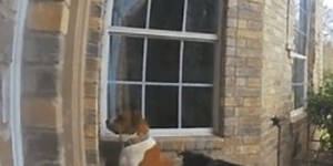 La caméra cachée filme des chiens en train de sonner à la porte pour qu’on leur ouvre (Vidéo)