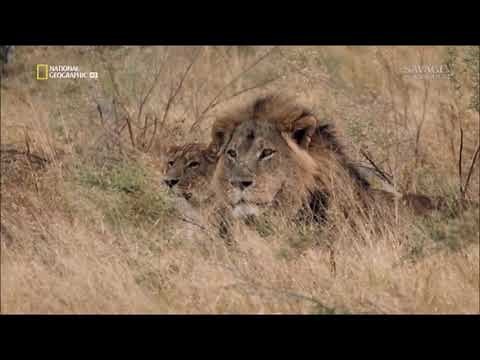 Lion saves his lioness from rape (Savage Kingdom)