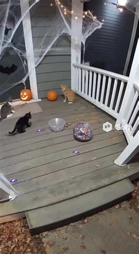 7.6K views · 92 reactions | BEARS MAY RUN, COYOTES MAY JUMP, POSSUMS PLAY DEAD... BUT CATS HAVE HAD ENUFF OF YOUR 'WEEN SHiT!!! | Michael Ace | Facebook