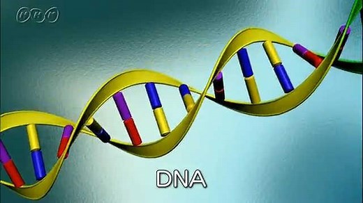 染色体とは？ | NHK for School